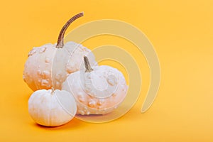 Pumpkins on a yellow background