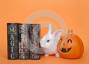 Halloween albino baby bunny rabbit