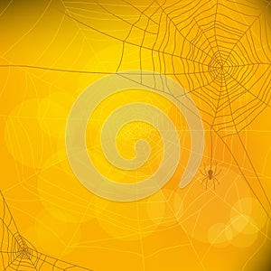 Halloween autumn background with spider web,