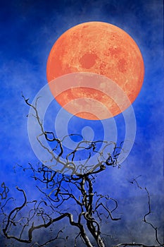 Halloween background ~ Full Moon & Twisted Tree Branches