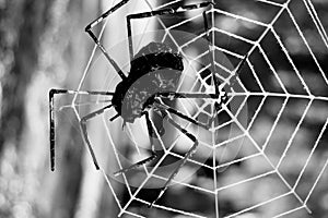 Halloween background with spider web, dark background