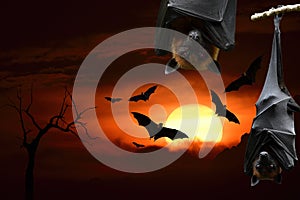 Halloween background with Sunset hanging and flying bats dark cloud over silhouette dried tree branch, horror night