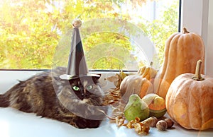 On Halloween, a black cat in a hat sits on the windowsill next to a pumpkin, a pear