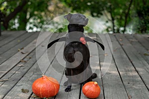 halloween black small dog with bat wings and pumpkins on the wooden background