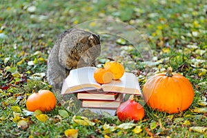 Halloween books.cat with a stack of books and a pumpkin. Scientist cat. Emotions of a cat.Back to school.