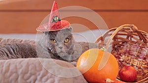 Halloween british cat with an orange witch\'s hat. Halloween party
