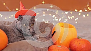 Halloween cat. British cat with an orange witch\'s hat. Halloween party