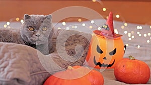 Halloween cat. British cat with an orange witch\'s hat. Halloween party
