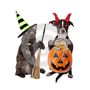 Halloween Cat and Dog Trick-or-Treating