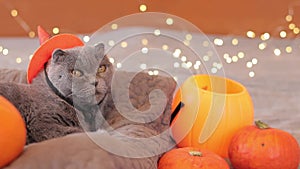 Halloween cat. Halloween party preparations, decor and cat