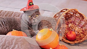 Halloween cat with an orange witch\'s hat. Halloween party