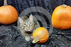 Halloween cat with pumpkins
