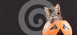 A Halloween cat sits in a bucket of pumpkin for candy. Long banner on a black background place for text copy space.