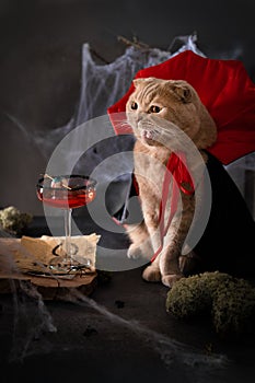 Halloween cat wearing vampire costume showing his teeth and bloody margarita cocktail garnished with jelly eye on dark background