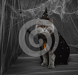 Halloween cat in a wizard or witch costume on a dark gray background. British cat in a black witch hat and mantle with stars,