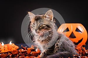 Halloween cats. Fluffy striped cat near a pumpkins on a black background. Holiday pet animals.