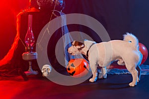 Halloween celebration concept. Funny dog eating from halloween pumpkin