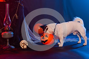 Halloween celebration concept. Funny dog eating from halloween pumpkin