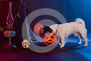 Halloween celebration concept. Funny dog eating from halloween pumpkin