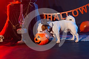 Halloween celebration concept. Funny dog eating from halloween pumpkin