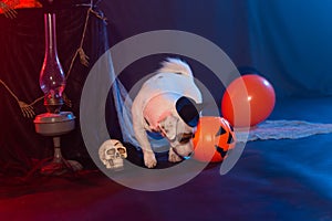 Halloween celebration concept. Funny dog with halloween pumpkin