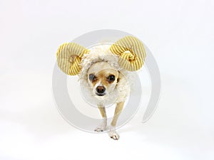 Halloween Chihuahua on a White Background