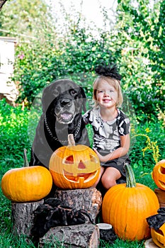 Halloween. Child dressed in black near labrador between jack-o-lantern decoration, trick or treat. Little girl with dog pumpkin i