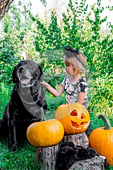 Halloween. Child dressed in black near labrador between jack-o-lantern decoration, trick or treat. Little girl with dog pumpkin i