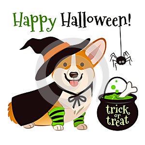 Halloween corgi puppy dog wearing witch costume with black hat a