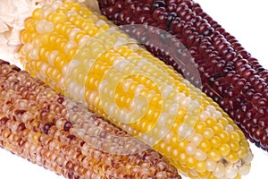 Halloween Corns Isolated