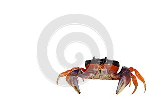 Halloween Crab