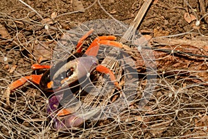 A Halloween Crab entangled in a fence.