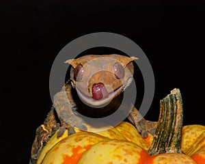 Halloween Crested Gecko