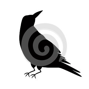 Halloween crow, black raven bird isolated on white. Hand drawn silhouette of black crow. Vector bird. Black raven shape