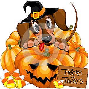 Halloween Dachshund Cute with Jack o Lantern and Candies vector illustrations