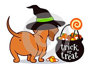 Halloween dachshund puppy dog, in witch`s hat with black trick or treat cauldron filled with candy corn, candy pumpkins and