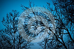 Halloween dead tree branches and night moonlight background