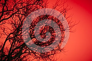 Halloween dead tree branches and orange moonlight background