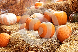 Halloween decoration at home. Rustic Fall Pumpkins and straw Background. Autumn festival.
