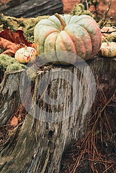 Halloween decorations Fairytale pumpkin in forest tree stump