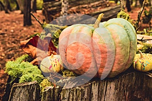 Halloween decorations Fairytale pumpkin in forest tree stump