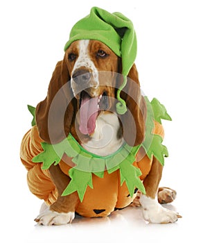 Halloween dog