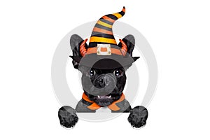 Halloween dog