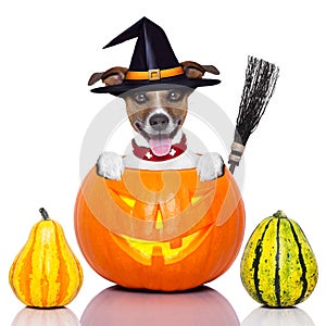 Halloween dog as witch
