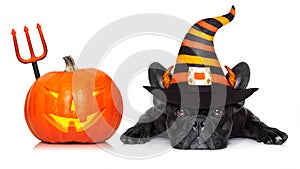 Halloween dog banner