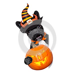 Halloween dog banner