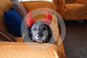 Halloween dog in devil costume