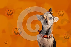 Halloween Dog,funny scared puppy in a festive hat on the background of orange pumpkins,pet food,veterinary clinics,concept of