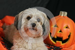Halloween Dog with Pumpkin