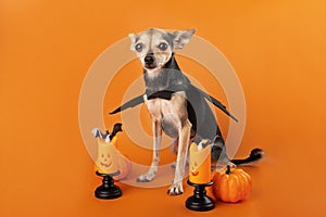 Halloween Dog, puppy in a bat costume with halloween decoration on orange background, veterinary clinics,concept of holiday